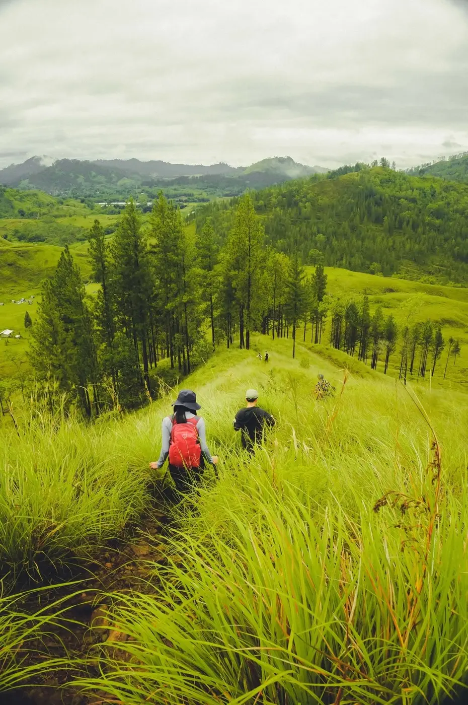 Two hikers walking a grassy ridge trail between pine trees